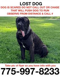 Lost Male Dog last seen Near S McCarran Blvd Reno, NV 89523 United States, Reno, NV 89523