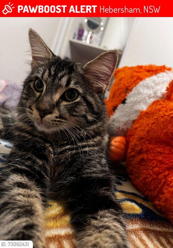 Lost Male Cat last seen Trawalla street, Hebersham, NSW 2770