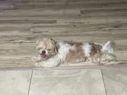 Lost Female Dog last seen Bonanza and pecos, Las Vegas, NV 89110