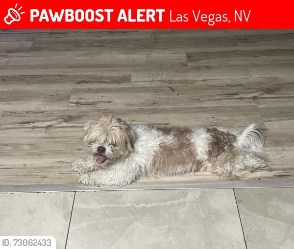 Lost Female Dog last seen Bonanza and pecos, Las Vegas, NV 89110