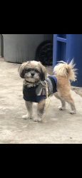 Lost Male Dog last seen Furnwood st, Lynwood, CA 90262