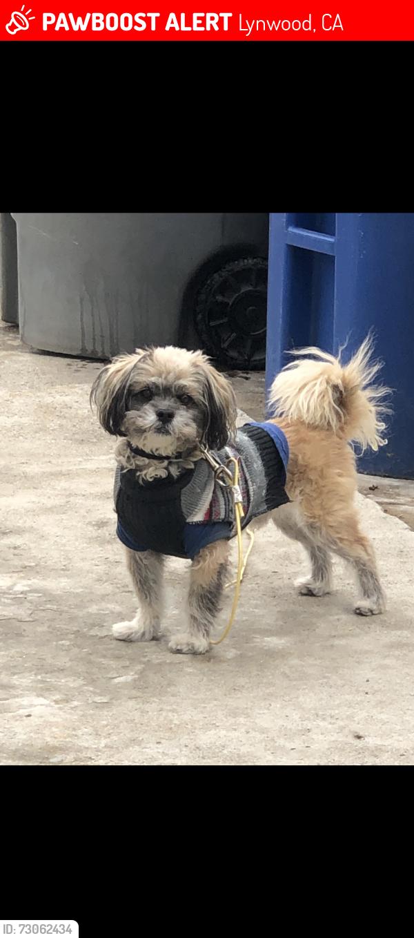 Lost Male Dog last seen Furnwood st, Lynwood, CA 90262
