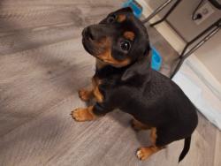 Lost Female Dog last seen Near, Fort Worth, TX 76119