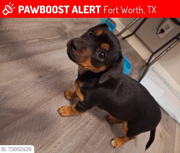 Lost Female Dog last seen Near, Fort Worth, TX 76119