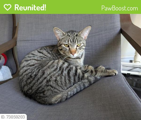 Reunited Male Cat last seen Bayview ave and Sheppard ave, Toronto, ON M2K