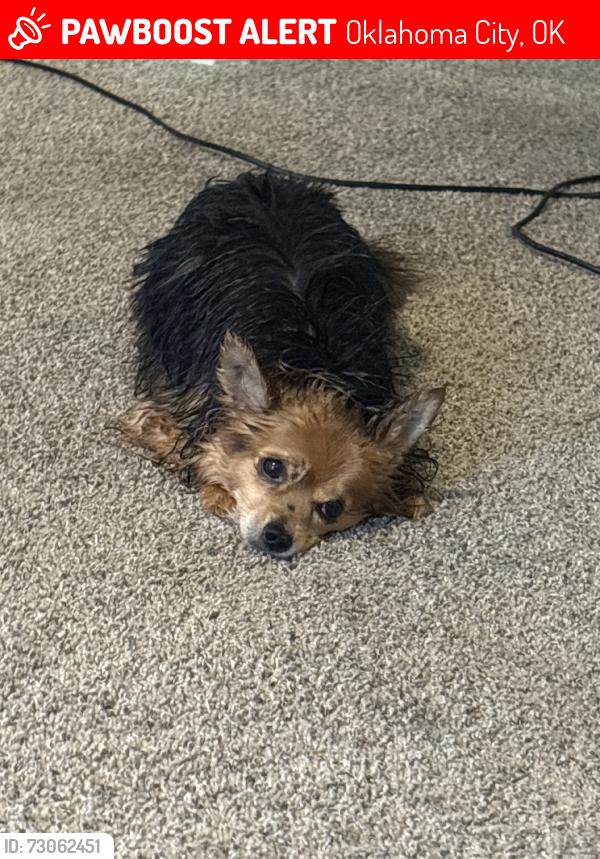 Lost Male Dog last seen Street, Oklahoma City, OK 73159