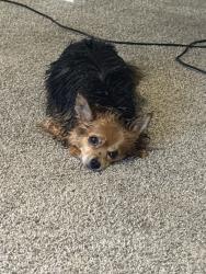 Lost Male Dog last seen Street, Oklahoma City, OK 73159