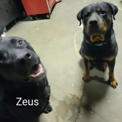 Reunited Male Dog last seen Cincinnati/I-10, San Antonio, TX 78201