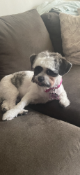 Reunited Female Dog last seen Waco babcock, Palm Bay, FL 32909