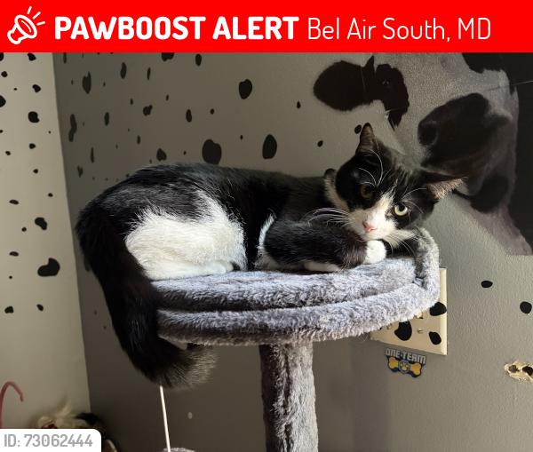 Lost Male Cat last seen Boxthorn, Bel Air South, MD 21009