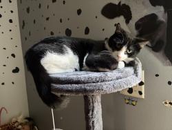 Lost Male Cat last seen Boxthorn, Bel Air South, MD 21009