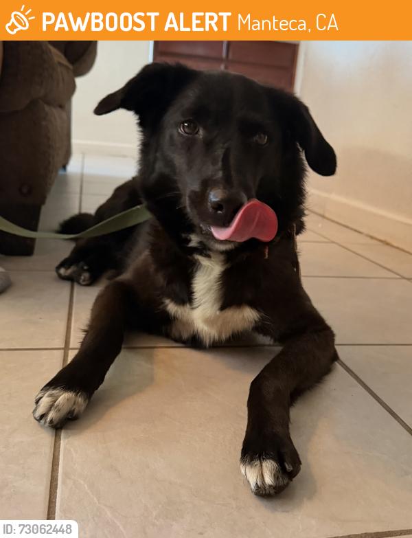 Found/Stray Female Dog last seen Azevedo , Manteca, CA 95337