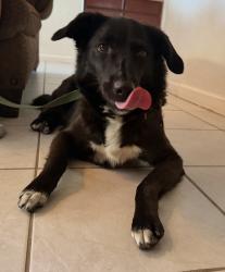 Found/Stray Female Dog last seen Azevedo , Manteca, CA 95337