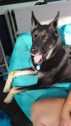 Reunited Male Dog last seen Upper Rockydale Rd, Lower Rockydale Rd, Green Lane, PA 18054