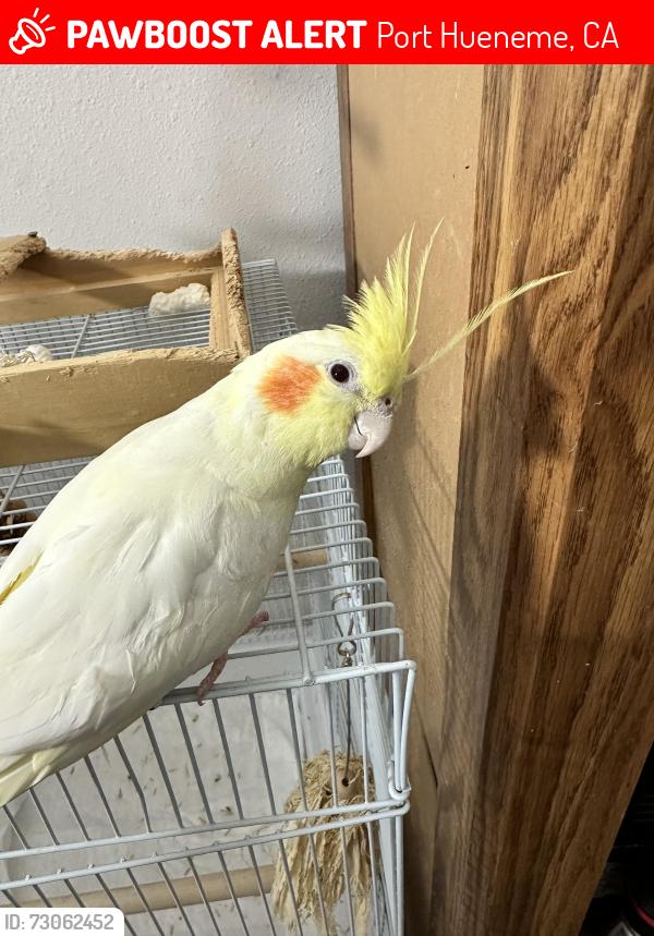 Lost Unknown Bird last seen Bolker dr, Port Hueneme, CA 93041