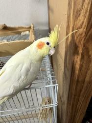 Lost Unknown Bird last seen Bolker dr, Port Hueneme, CA 93041