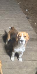 Reunited Male Dog last seen Matlock Rd & Cravens Park Dr, Arlington, TX 76018, USA, Arlington, TX 76018