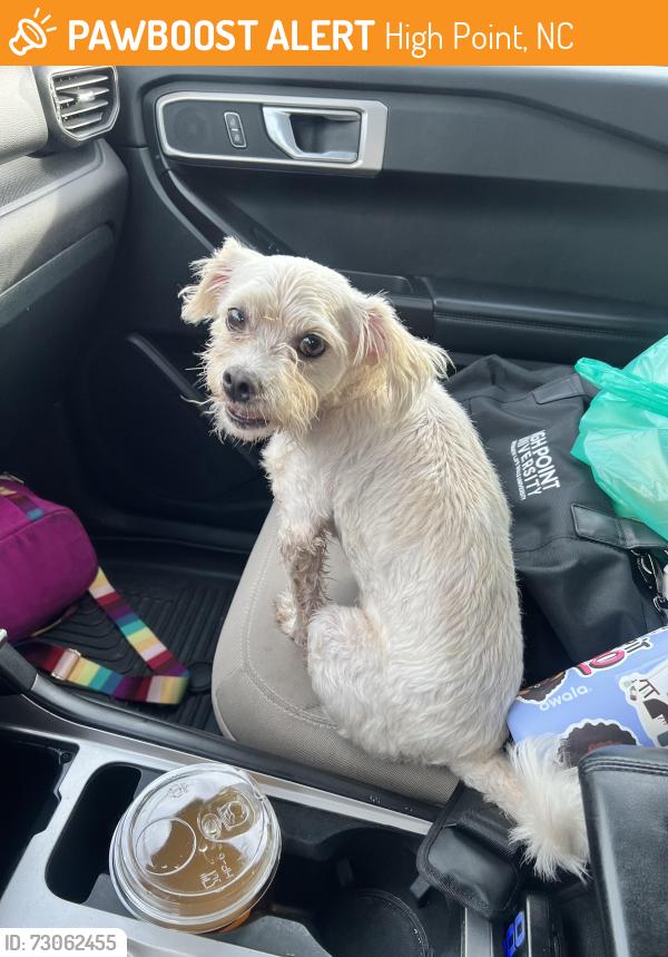 Found/Stray Male Dog last seen High point university, High Point, NC 27265