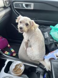 Found/Stray Male Dog last seen High point university, High Point, NC 27265