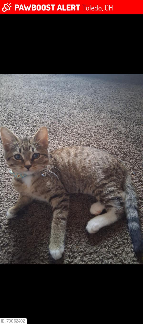 Lost Female Cat last seen Woodville and East Broadway, Toledo, OH 43605
