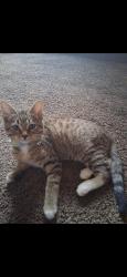 Lost Female Cat last seen Woodville and East Broadway, Toledo, OH 43605