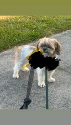 Found/Stray Unknown Dog last seen Near n 6th st, Mount Vernon, WA 98273