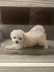 Lost Male Dog last seen Near pebblenglen Dr , Houston, TX 77095