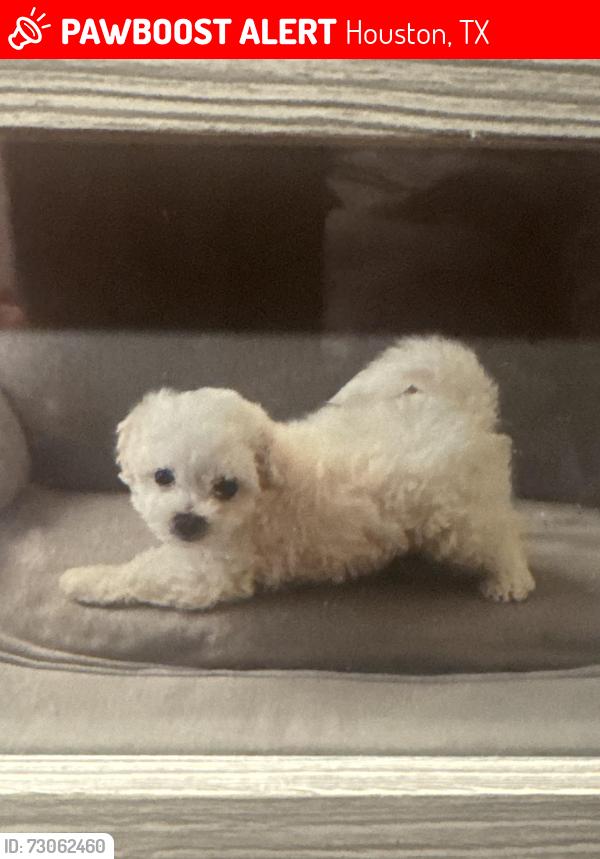 Lost Male Dog last seen Near pebblenglen Dr , Houston, TX 77095
