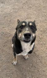 Lost Male Dog last seen Boot barn, Victorville, CA 92392