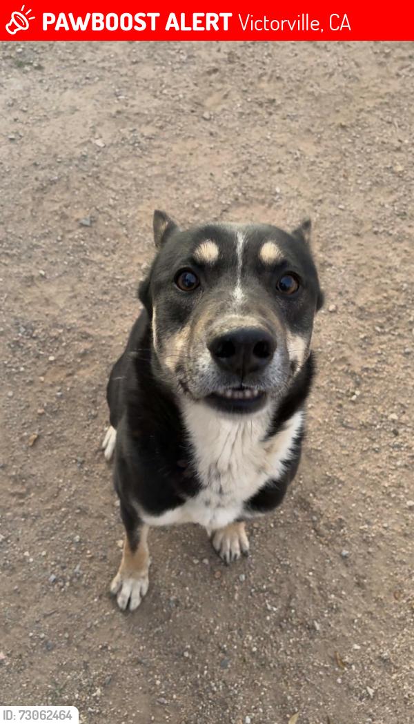 Lost Male Dog last seen Boot barn, Victorville, CA 92392