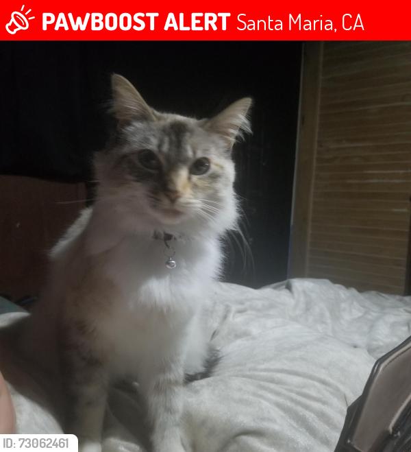Lost Female Cat last seen Donovan, Santa Maria, CA 93454