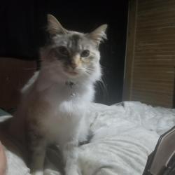 Lost Female Cat last seen Donovan, Santa Maria, CA 93454
