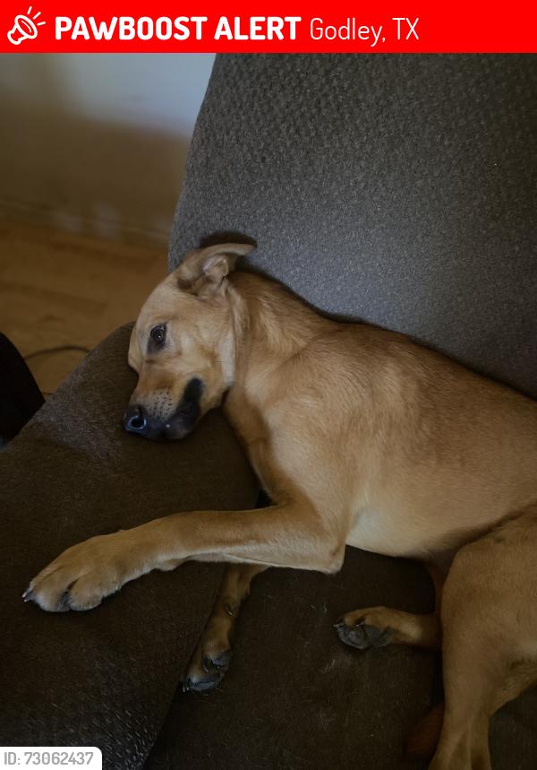 Lost Male Dog last seen Cotton Trail off 2331, Godley, TX 76044