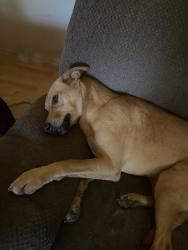 Lost Male Dog last seen Cotton Trail off 2331, Godley, TX 76044