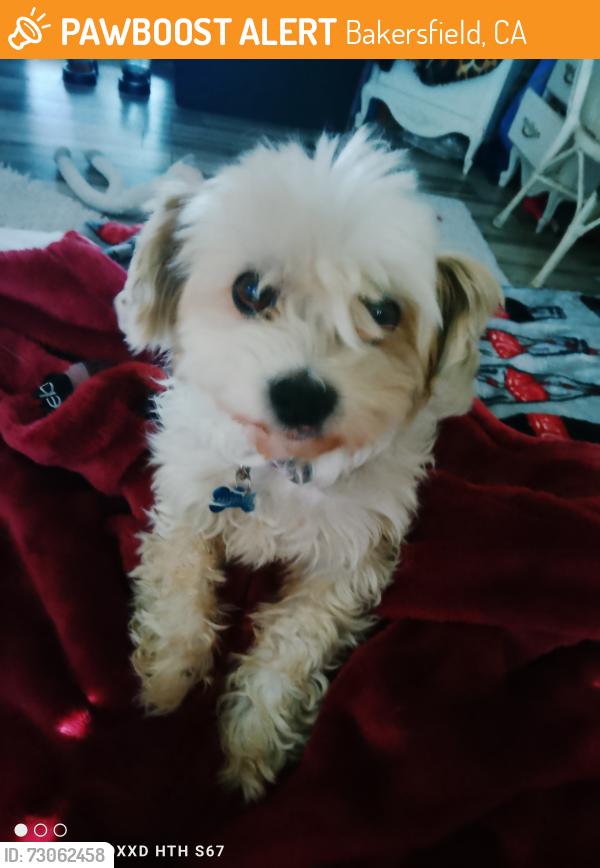 Found/Stray Male Dog last seen Ming avenue and Wilson yep me avenue and Wilson area, Bakersfield, CA 93301