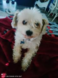Found/Stray Male Dog last seen Ming avenue and Wilson yep me avenue and Wilson area, Bakersfield, CA 93301