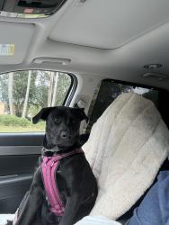 Reunited Female Dog last seen Santa Clara Circle, The Villages, FL 32159