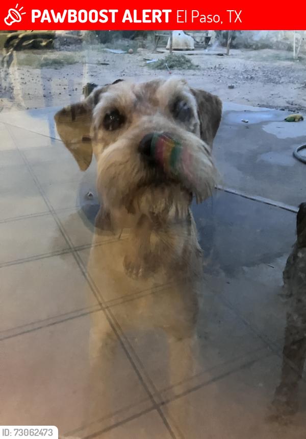 Lost Male Dog last seen Lyman Dutton Cir., El Paso, TX 79938