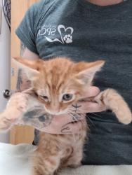 Shelter Stray Male Cat last seen Near CAPITALES DR, Rancho Cordova, CA, 6201 Florin Perkins Rd, Sacramento, CA 95828, USA