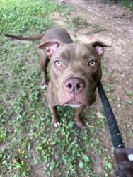 Shelter Stray Female Dog last seen Near Anniston Ave Atlanta, 30317, 30317, GA, 3280 Chamblee Dunwoody Rd, Chamblee, GA 30341, USA