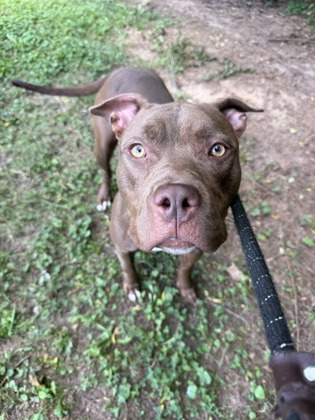 Shelter Stray Female Dog last seen Near Anniston Ave Atlanta, 30317, 30317, GA, 3280 Chamblee Dunwoody Rd, Chamblee, GA 30341, USA