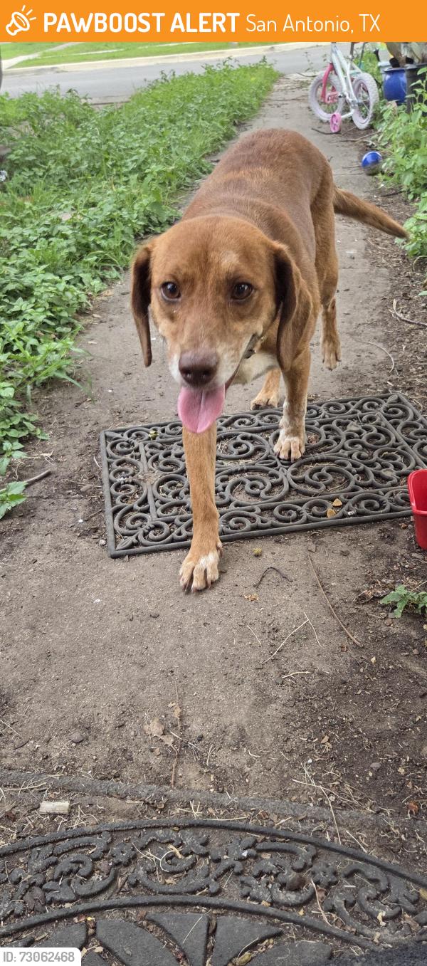 Found/Stray Female Dog last seen Pecan valley and goliad, San Antonio, TX 78222