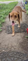 Found/Stray Female Dog last seen Pecan valley and goliad, San Antonio, TX 78222