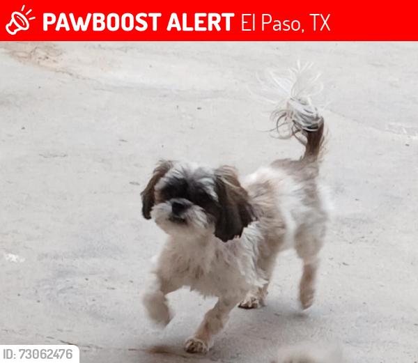 Lost Female Dog last seen Montana, Airport, El Paso, TX 79925