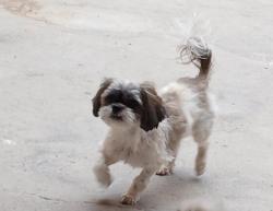 Lost Female Dog last seen Montana, Airport, El Paso, TX 79925