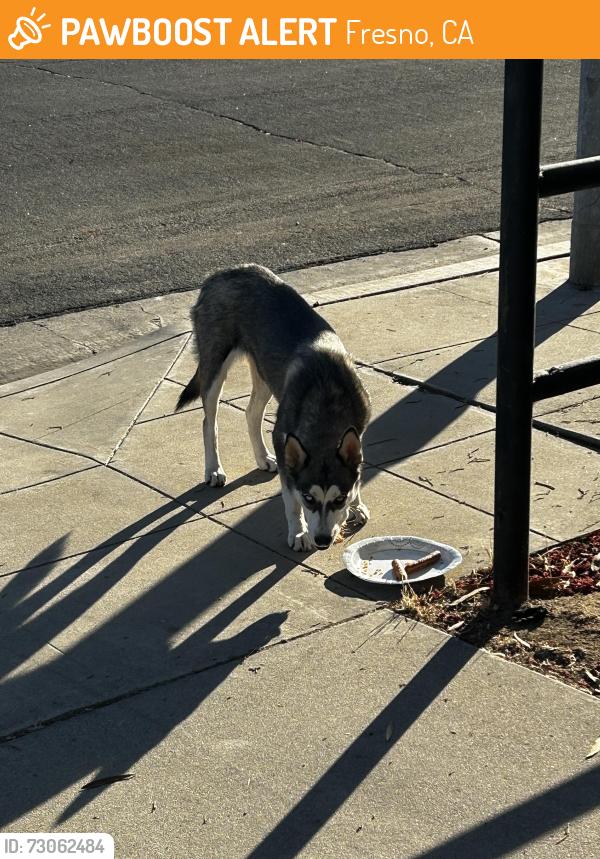 Found/Stray Female Dog last seen Clinton and marks, Fresno, CA 93722