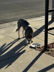 Found/Stray Female Dog last seen Clinton and marks, Fresno, CA 93722