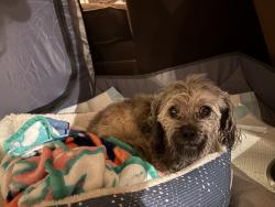 Reunited Male Dog last seen Amboy Road and Beach Avenue, Staten Island, NY 10306