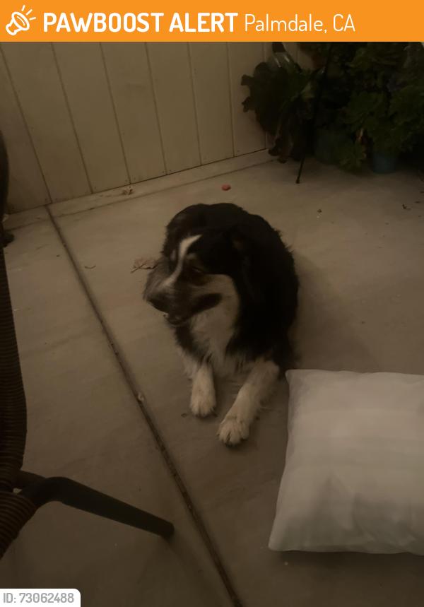 Found/Stray Unknown Dog last seen My hse, Palmdale, CA 93552