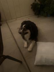 Found/Stray Unknown Dog last seen My hse, Palmdale, CA 93552